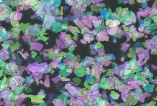 Observation and Measurement of Pigments Using Digital Microscopes